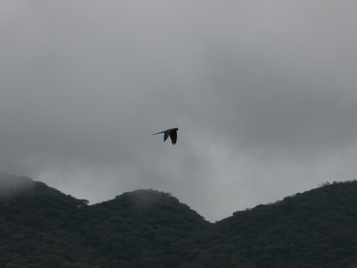 Military Macaw - ML646291702