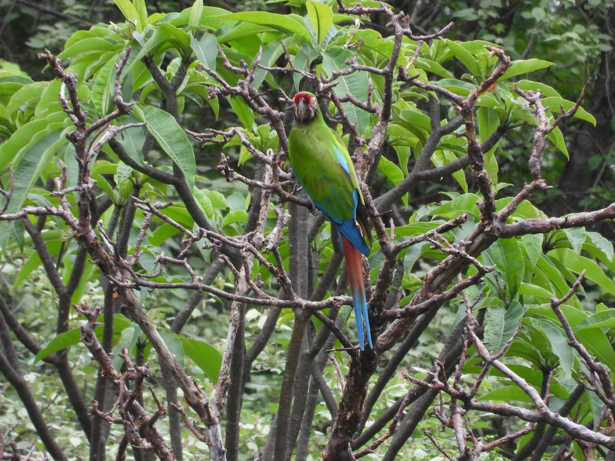 Military Macaw - ML646291703