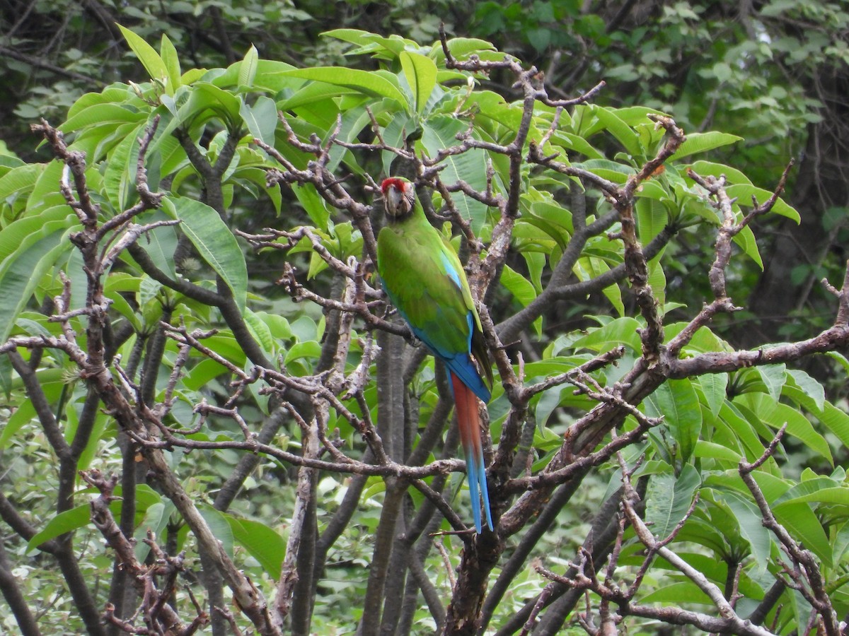 Military Macaw - ML646291704