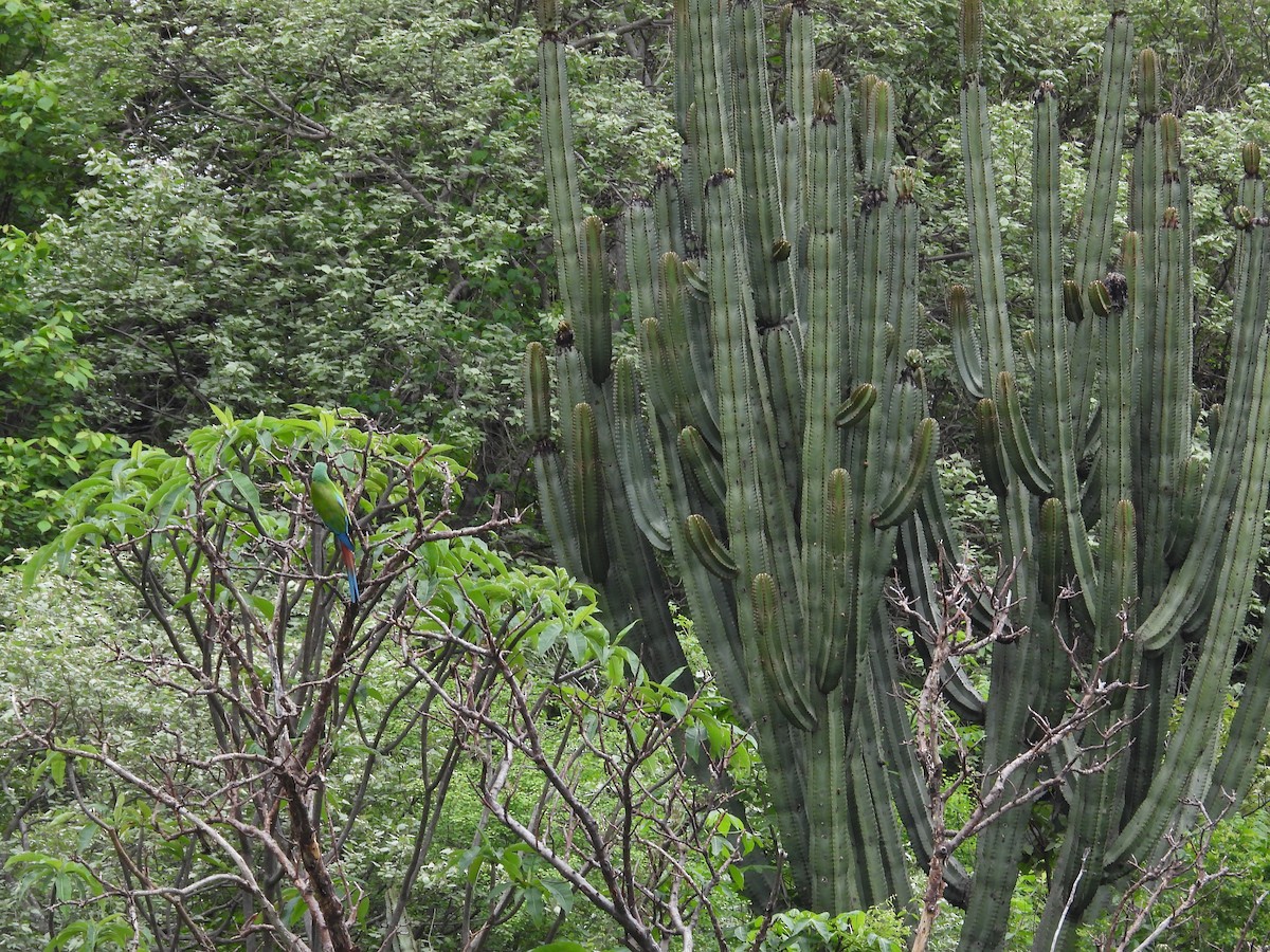 Military Macaw - ML646291705