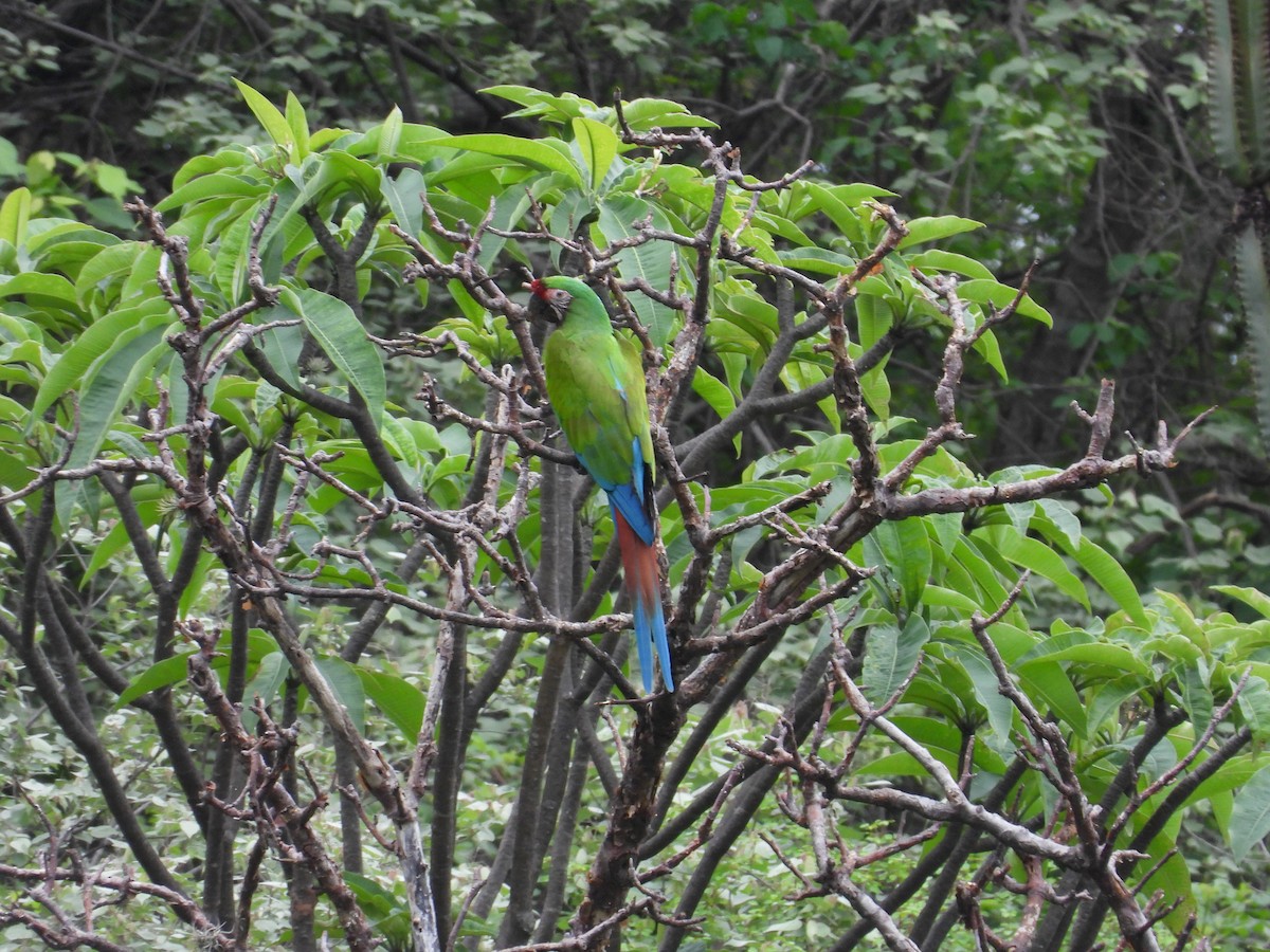 Military Macaw - ML646291706