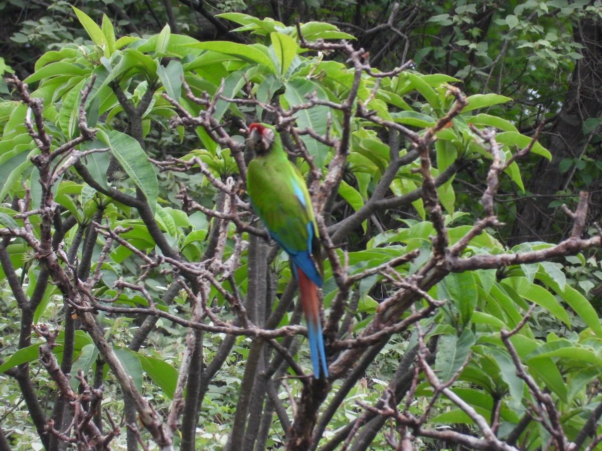 Military Macaw - ML646291707