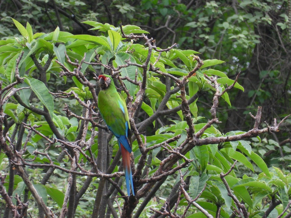 Military Macaw - ML646291708