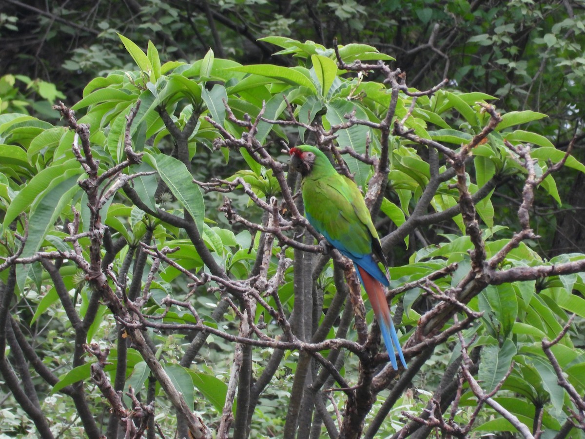 Military Macaw - ML646291709