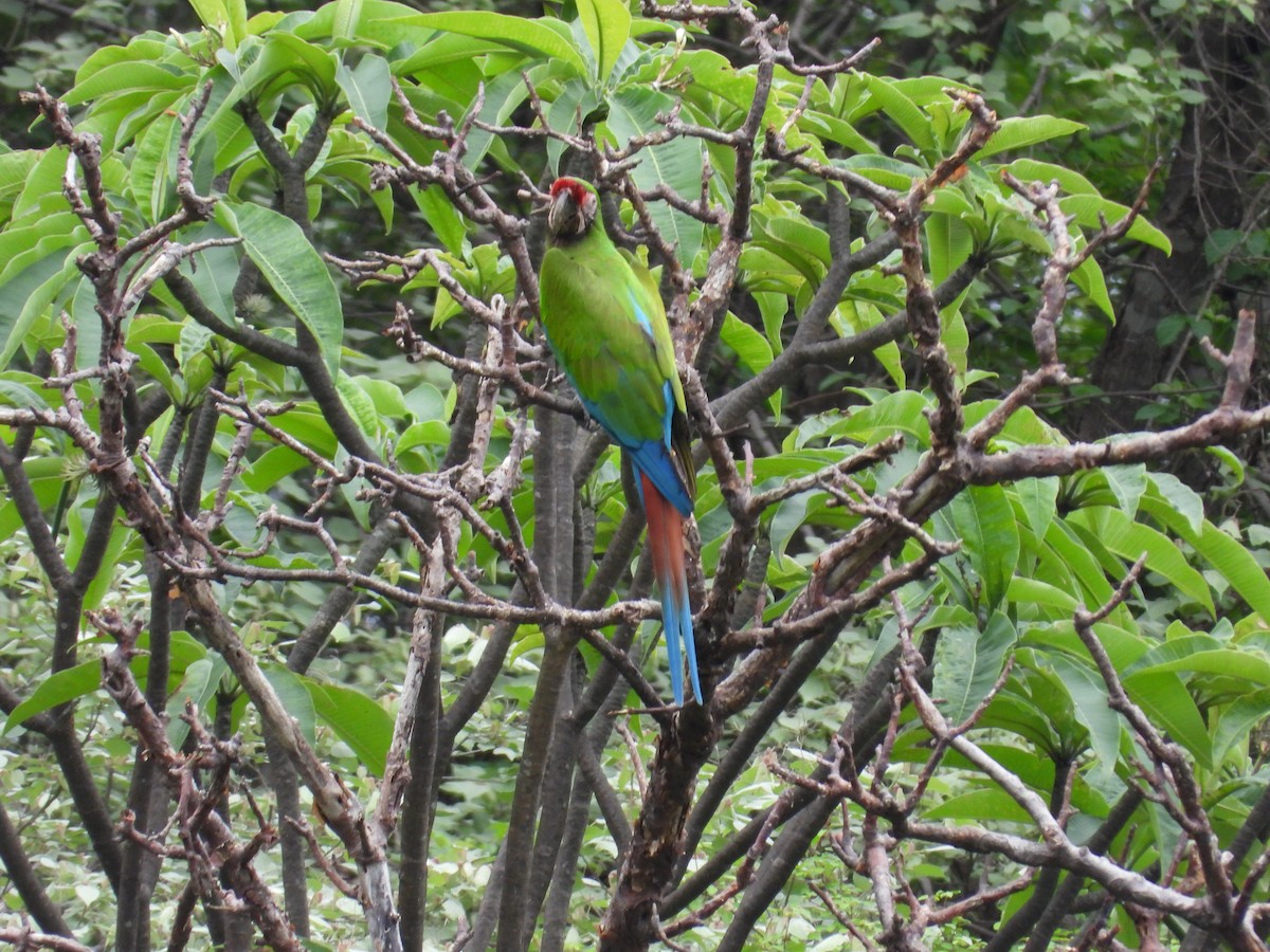 Military Macaw - ML646291710