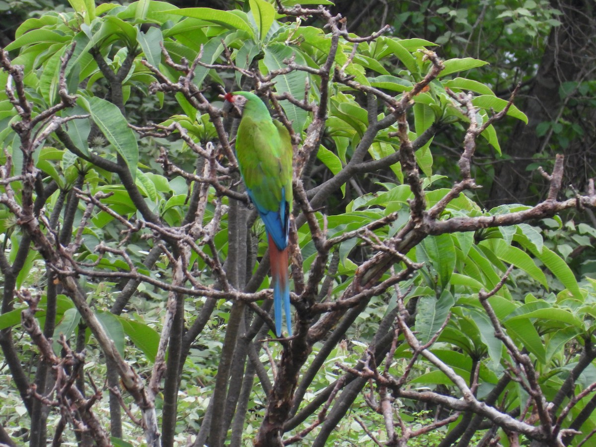 Military Macaw - ML646291711