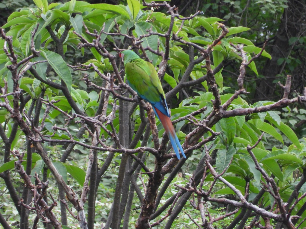 Military Macaw - ML646291712