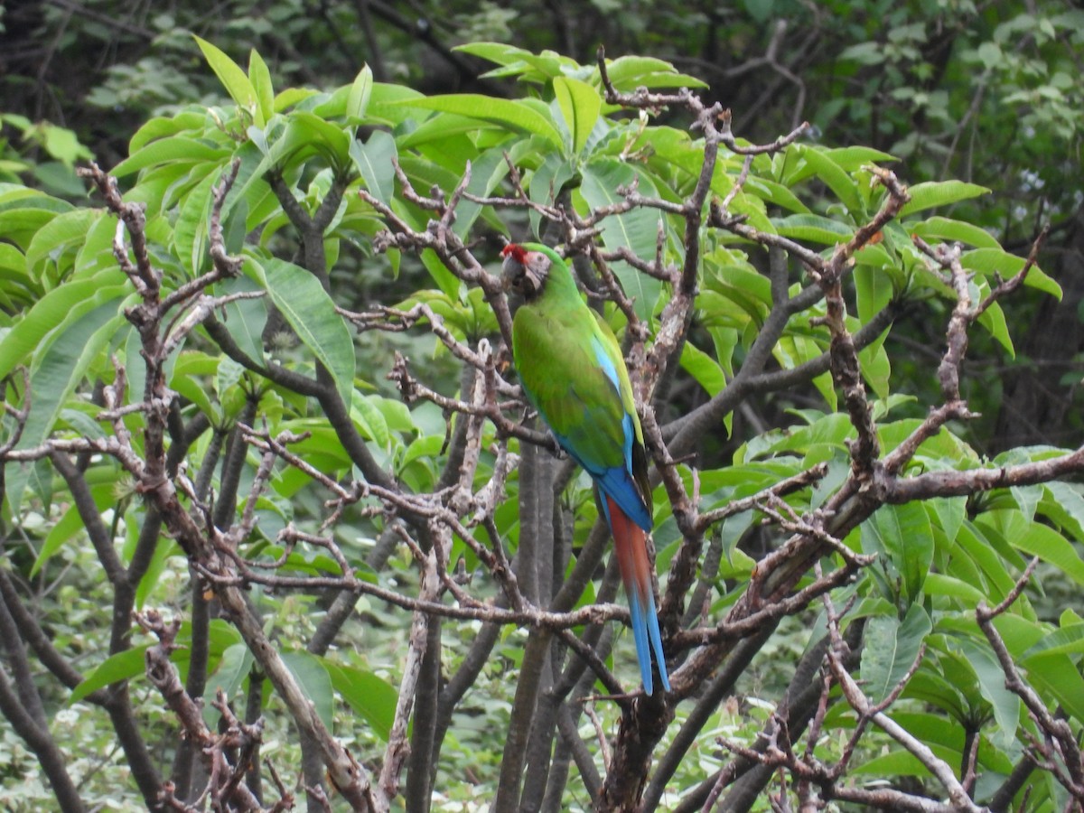 Military Macaw - ML646291713