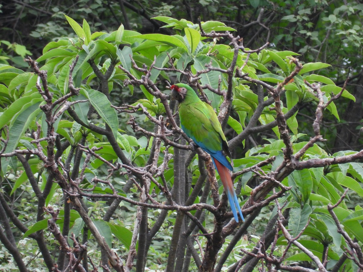 Military Macaw - ML646291715