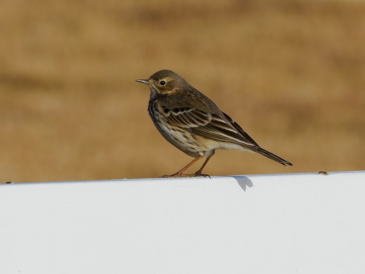 Siberian Pipit - ML646291718