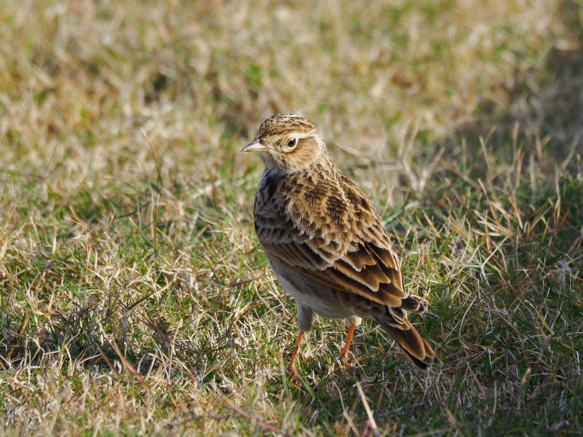 Oriental Skylark - ML646291726