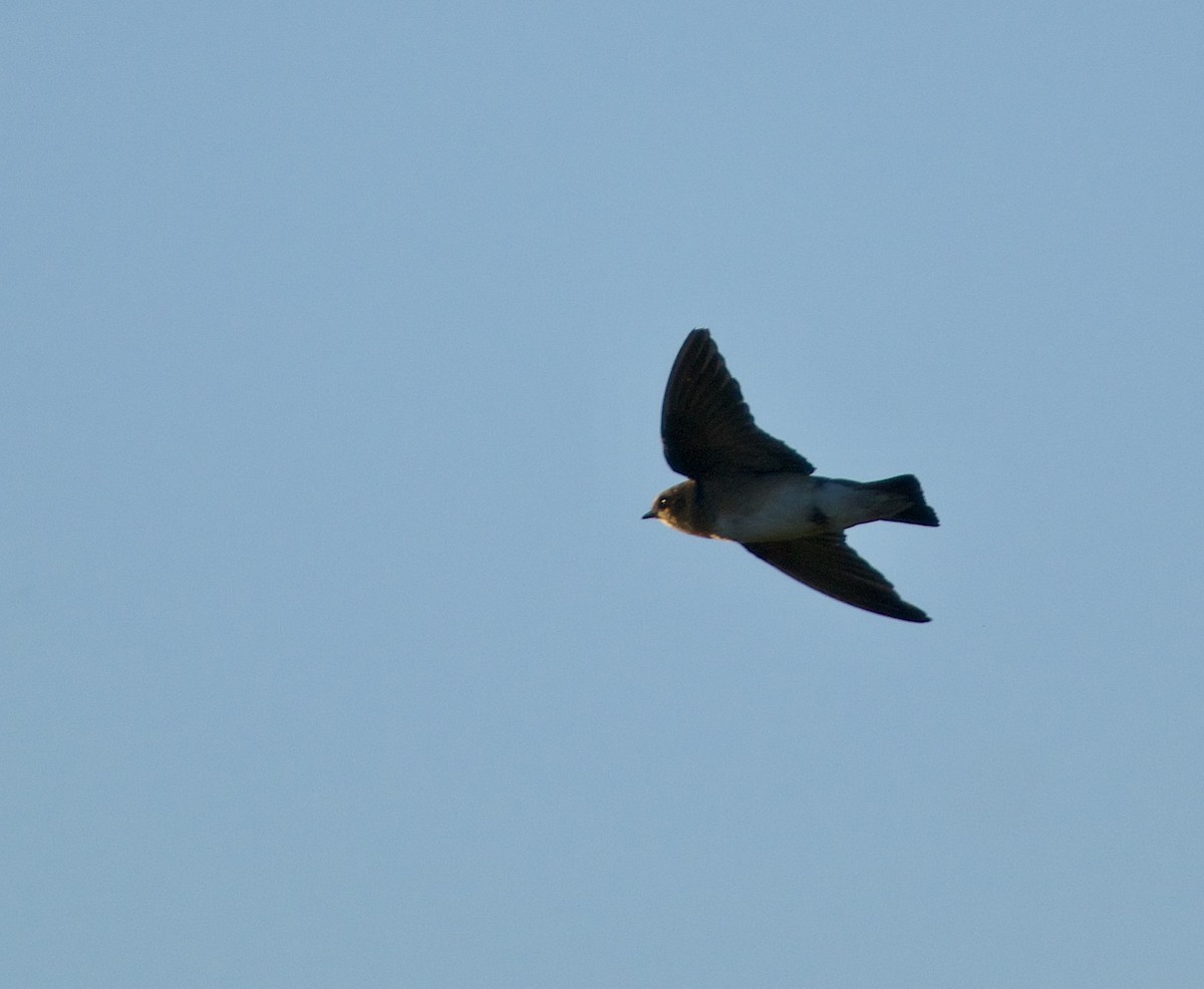 Tawny-headed Swallow - ML646291727