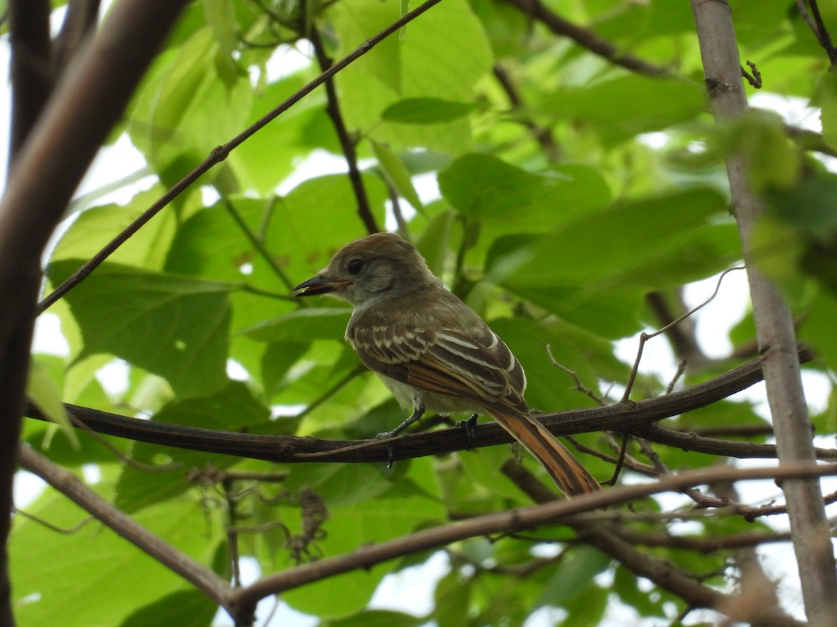 Nutting's Flycatcher - ML646291728
