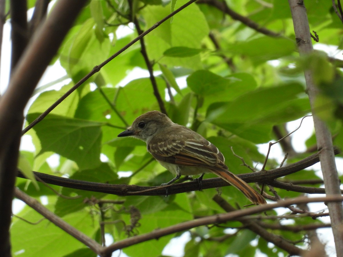 Nutting's Flycatcher - ML646291729