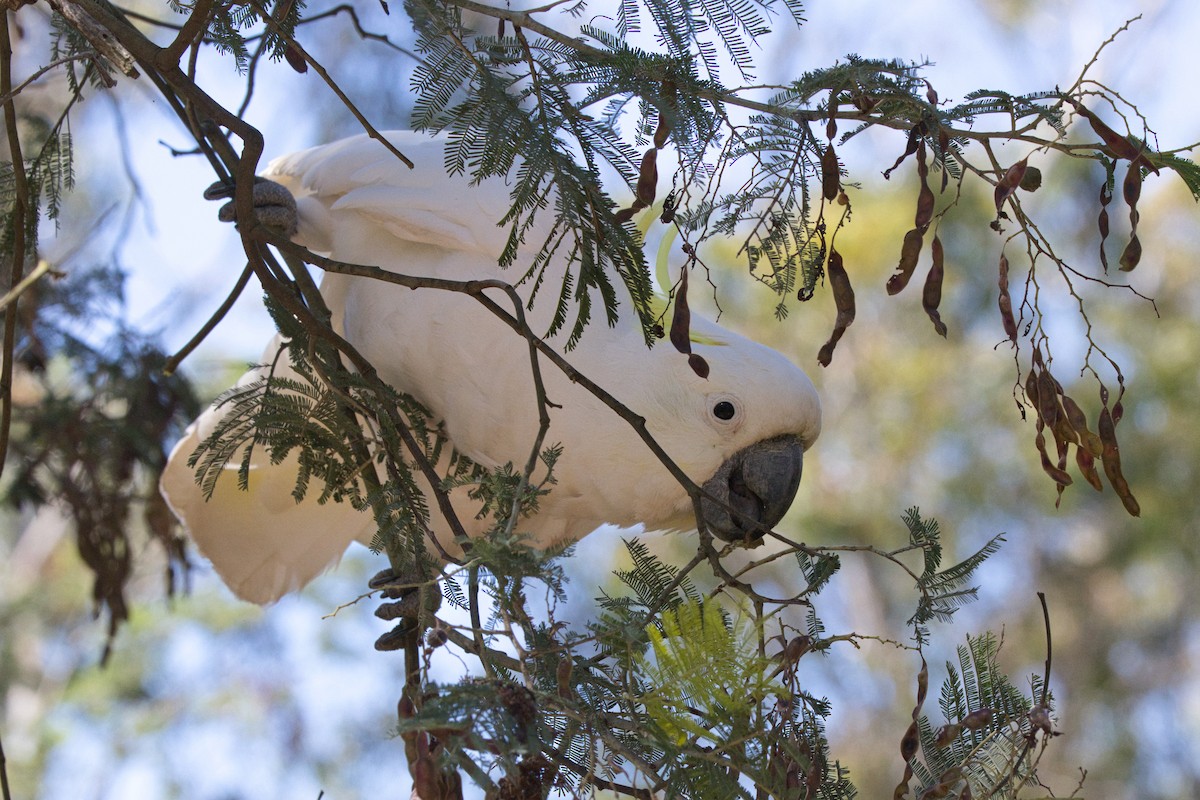 kakadu žlutočečelatý - ML646291734