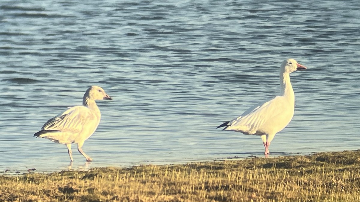 Snow Goose - ML646291736