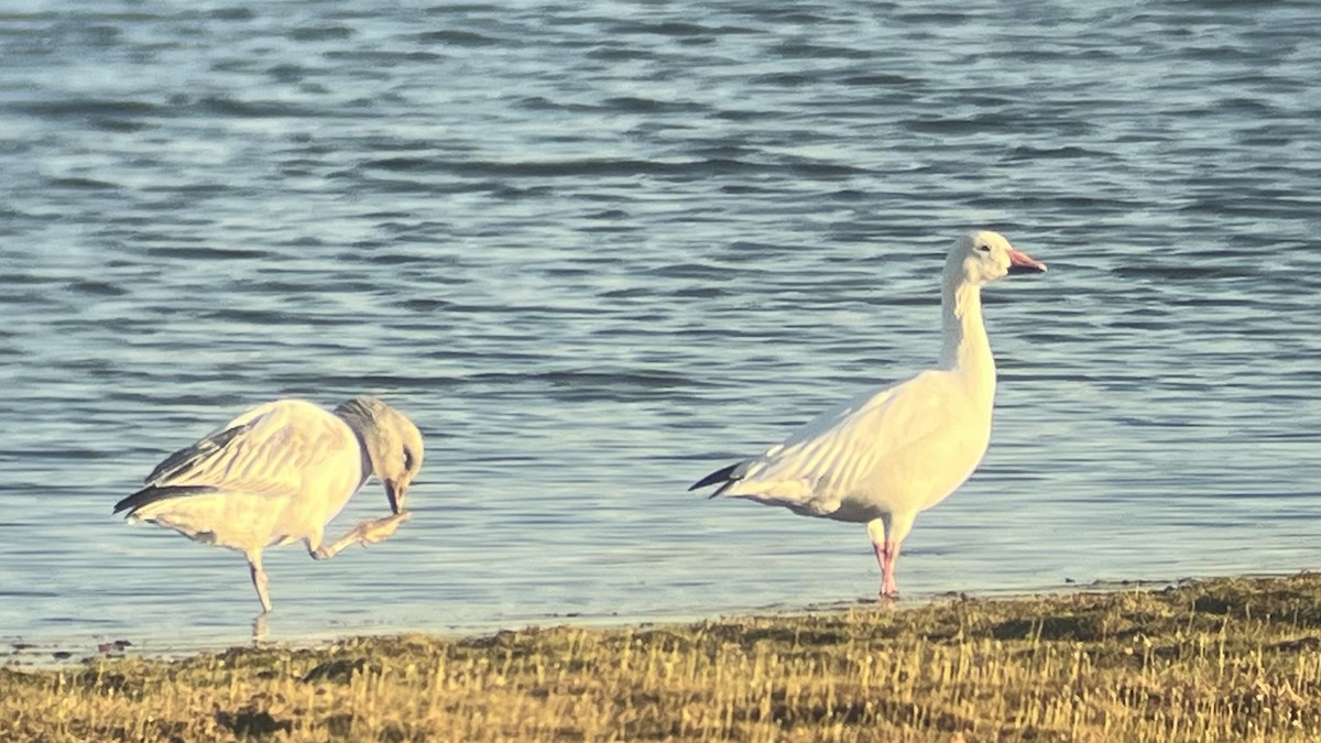 Snow Goose - ML646291737
