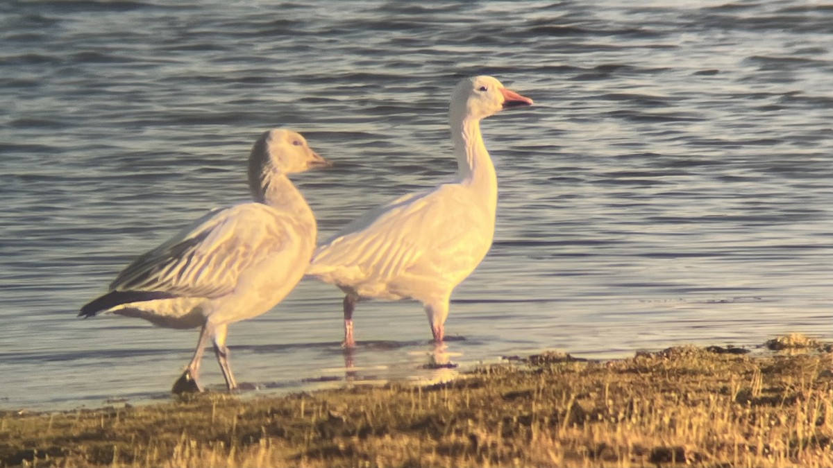 Snow Goose - ML646291738