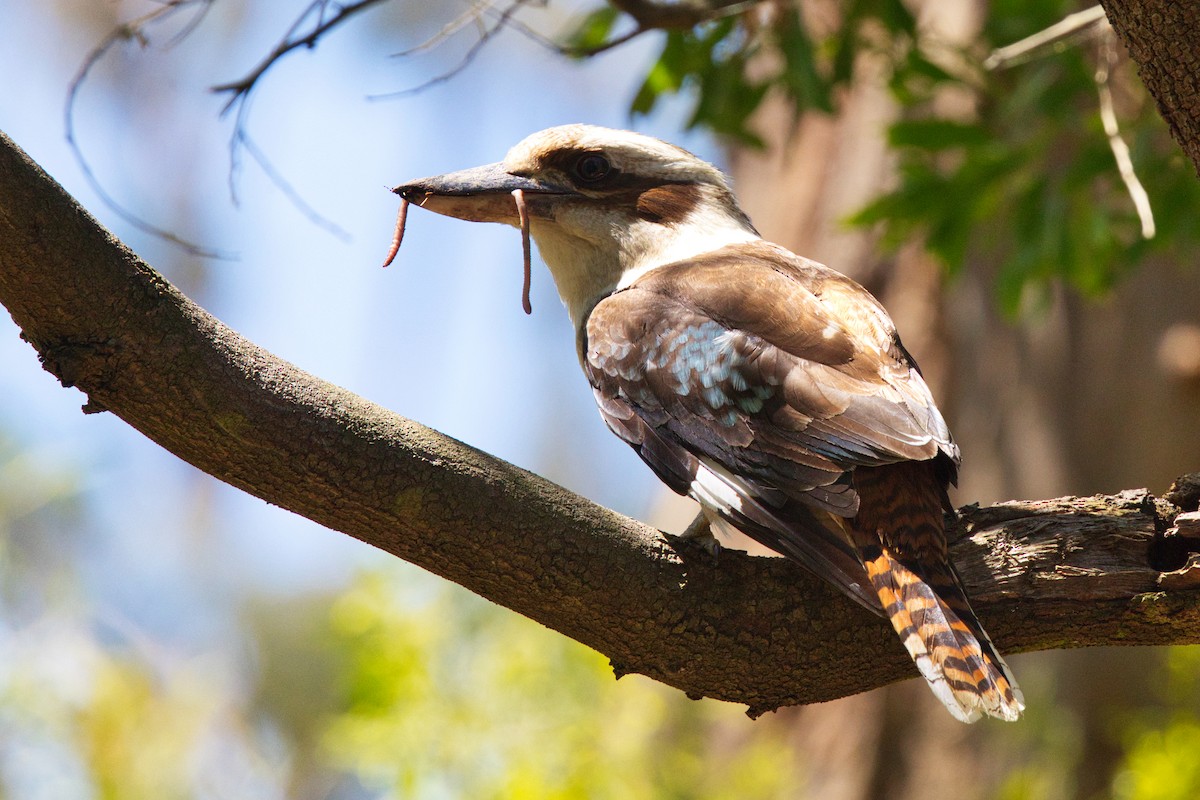 ledňák obrovský - ML646291739