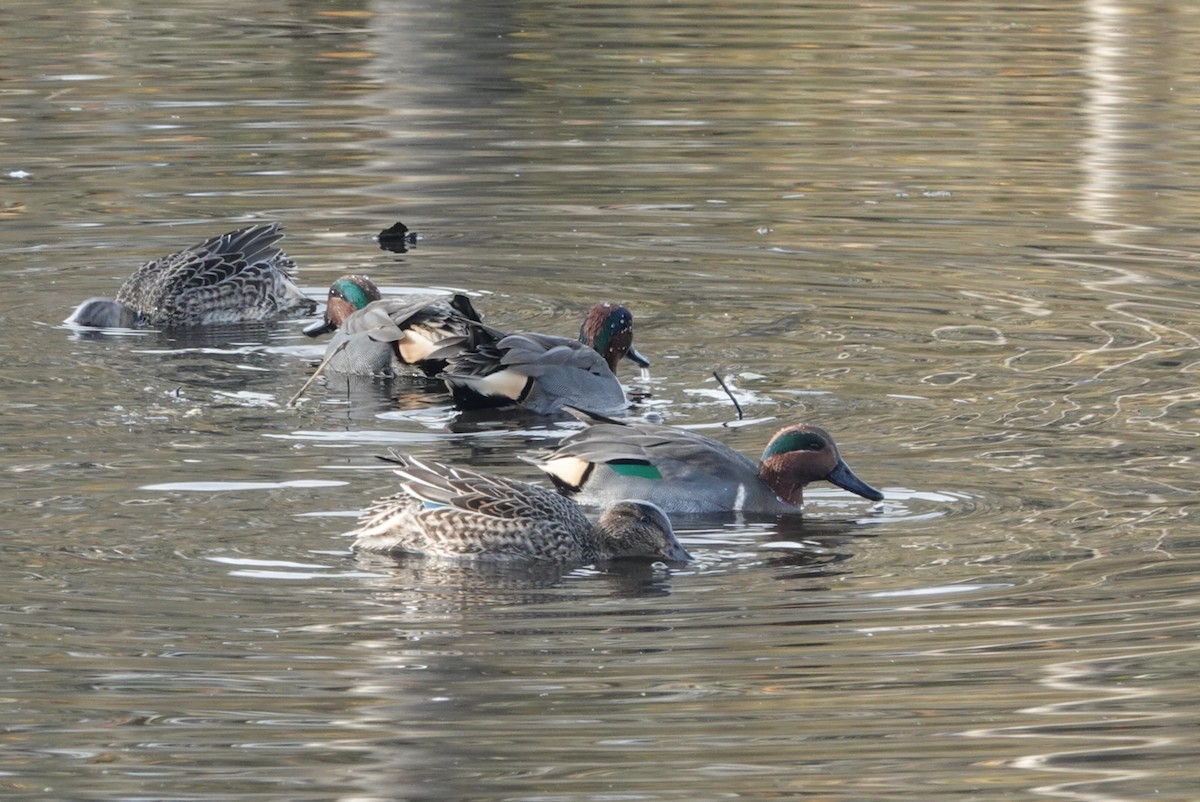 Green-winged Teal - ML646291740