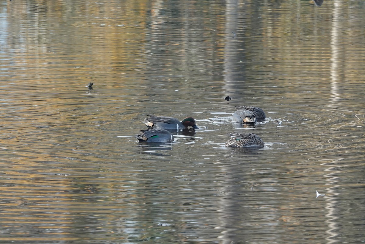 Green-winged Teal - ML646291741