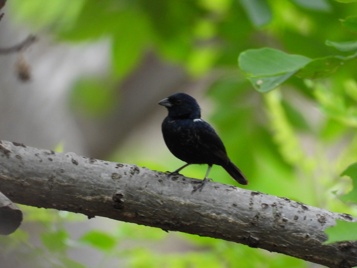 Blue-black Grassquit - ML646291745