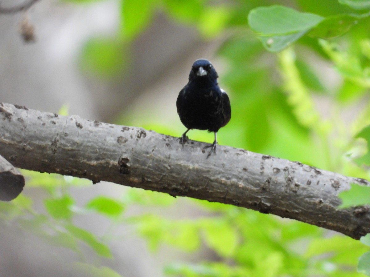 Blue-black Grassquit - ML646291746