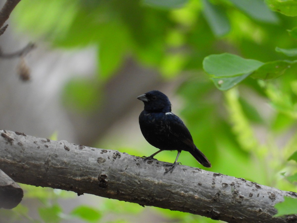 Blue-black Grassquit - ML646291747