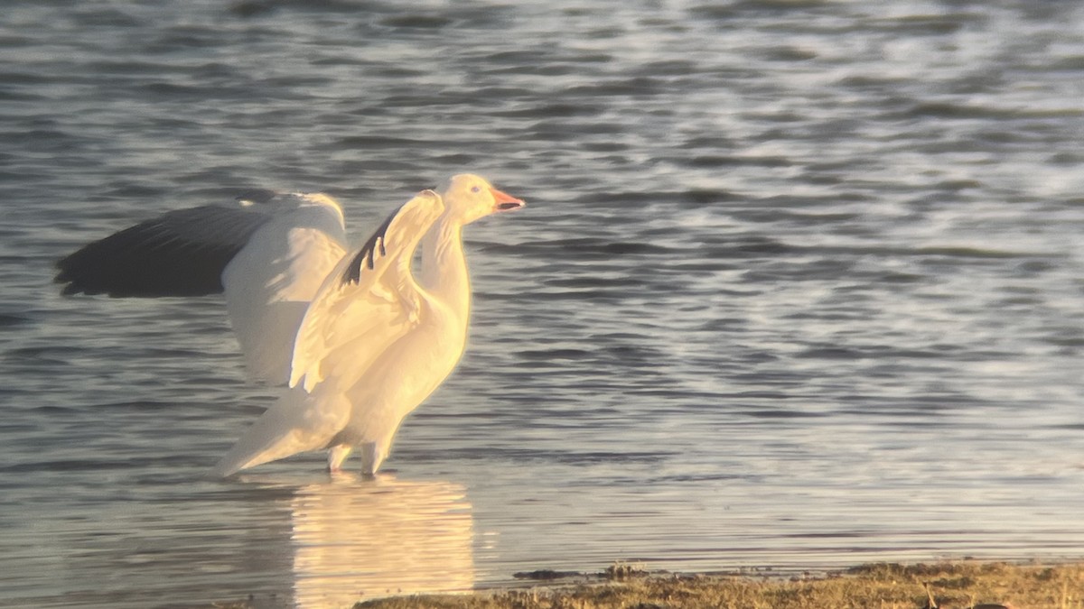 Snow Goose - ML646291748
