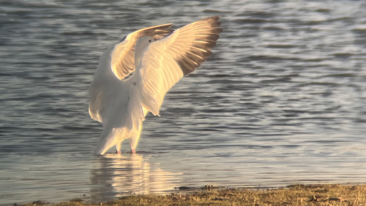 Snow Goose - ML646291749