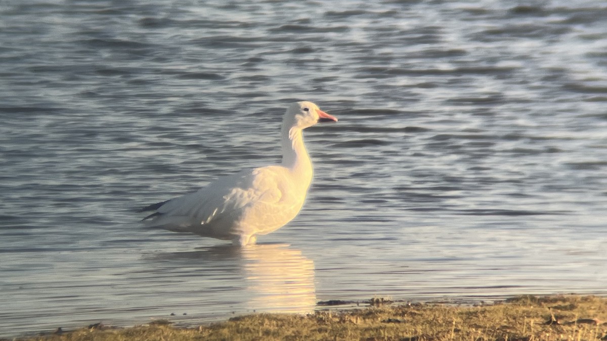 Snow Goose - ML646291750