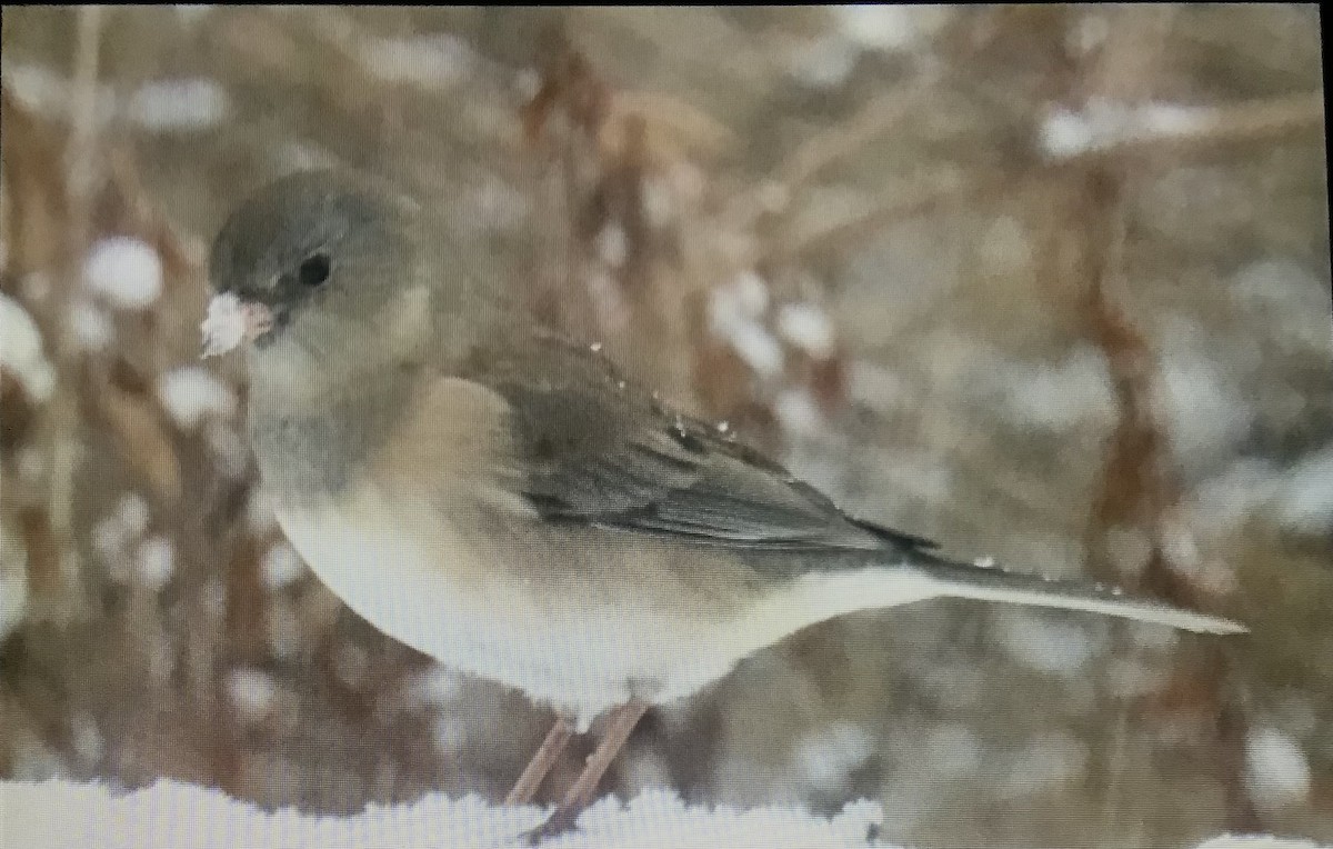 Dark-eyed Junco - ML646291751