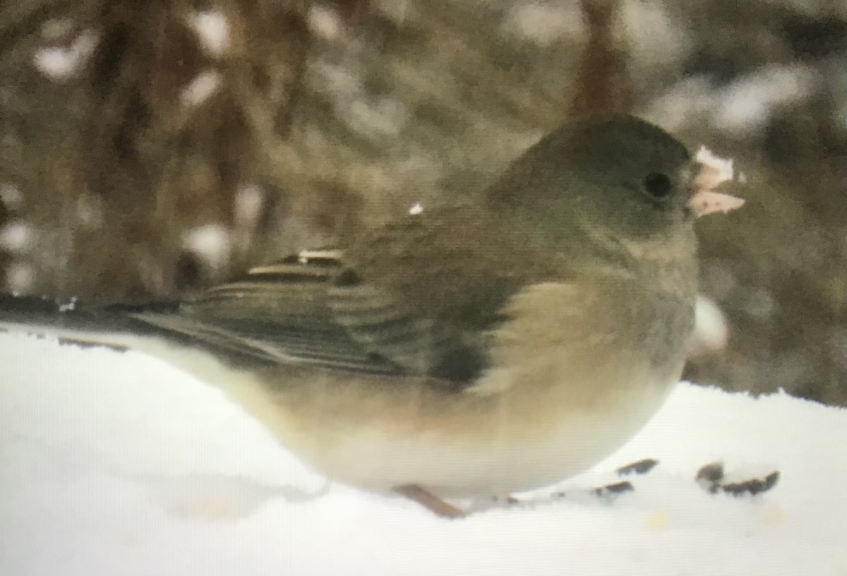 ユキヒメドリ - ML646291753