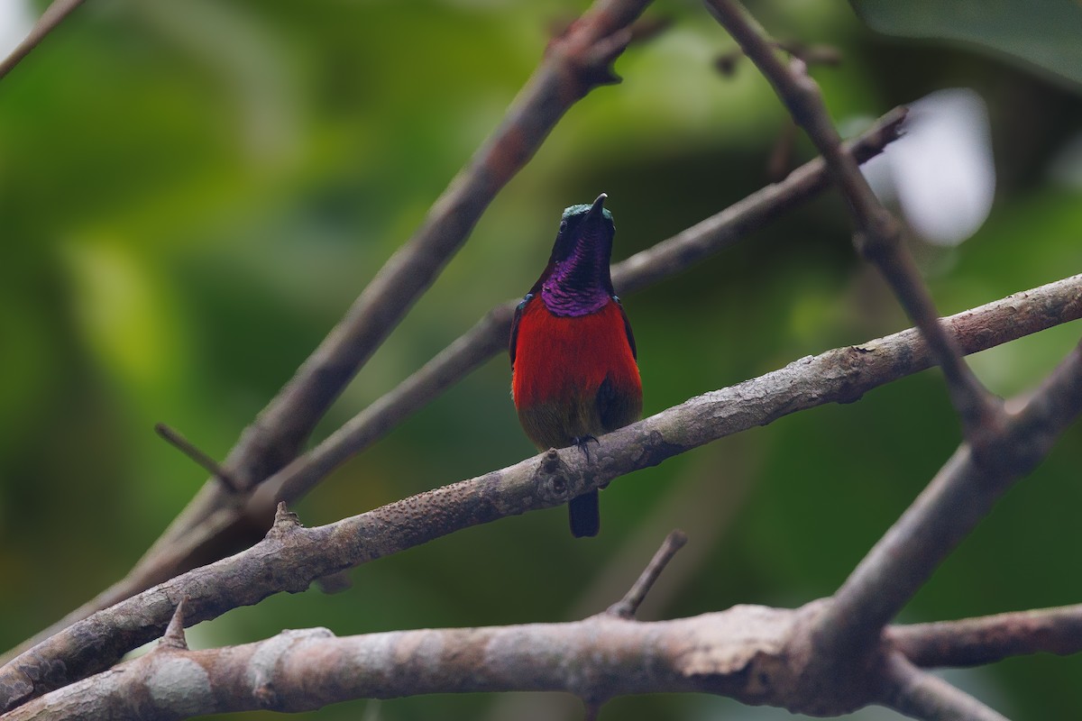 Purple-throated Sunbird - ML646291763