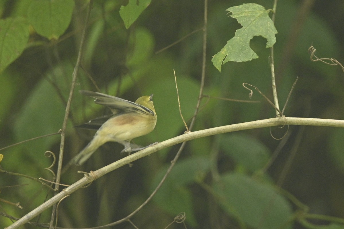 Kestane Gerdanlı Ötleğen - ML646291764