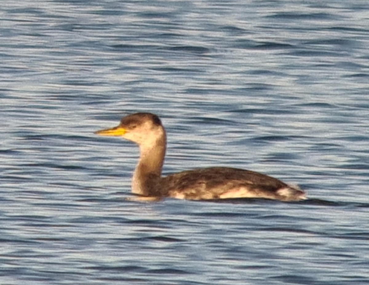 Red-necked Grebe - ML646291775