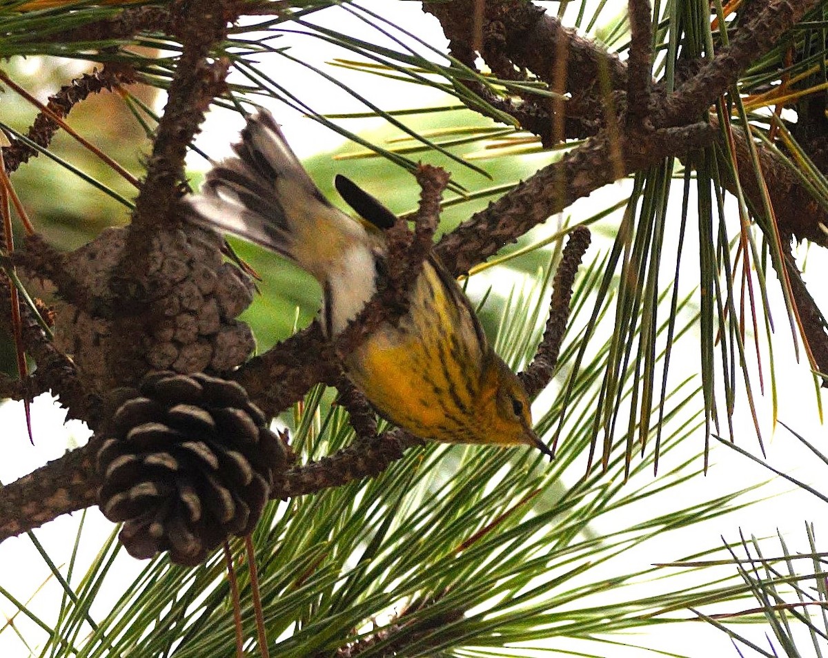 ホオアカアメリカムシクイ - ML646291776