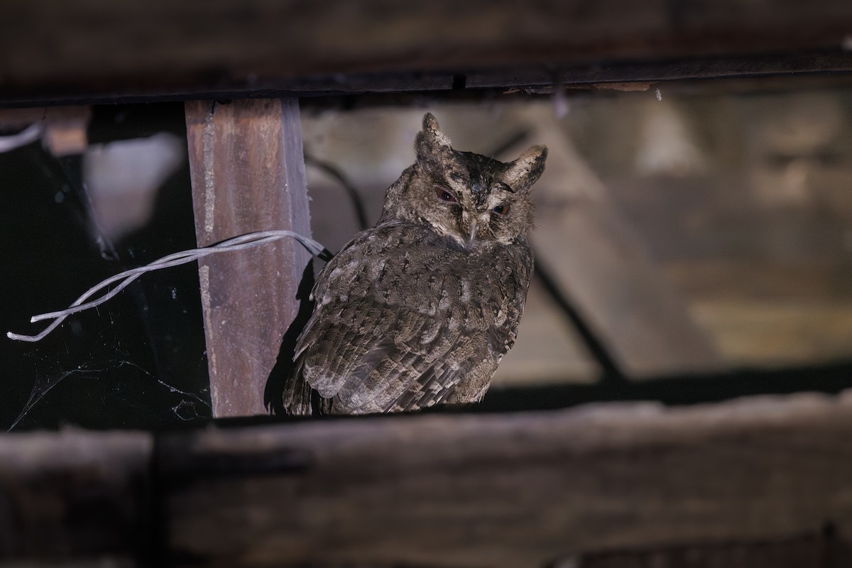 Everett's Scops-Owl - ML646291783