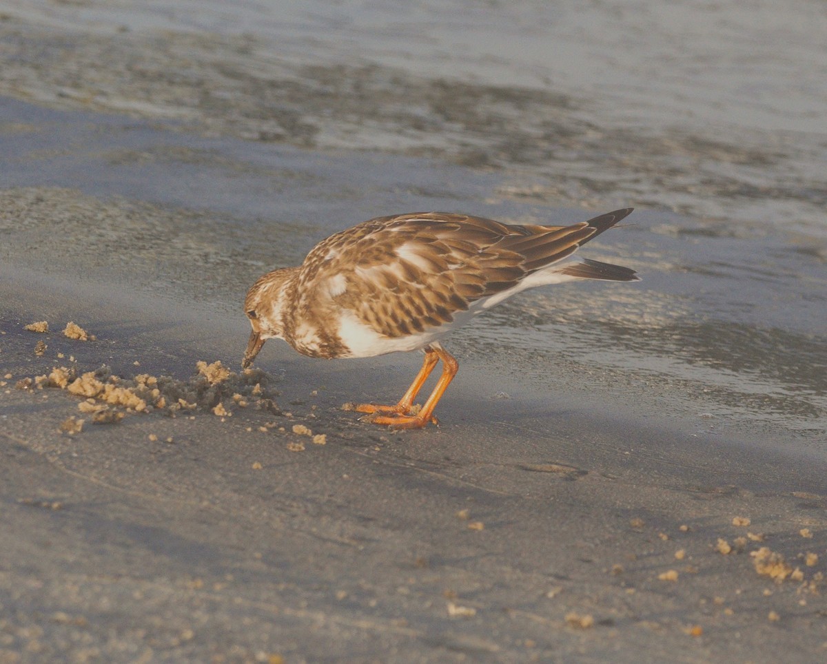 Ruddy Turnstone - ML646291784