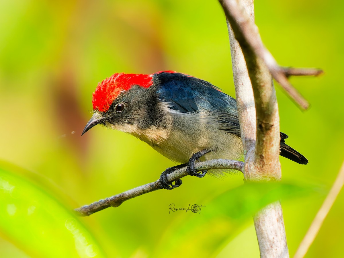 Scarlet-backed Flowerpecker - ML646291786