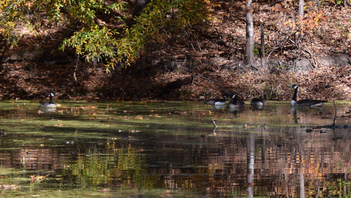 Canada Goose - ML646291787