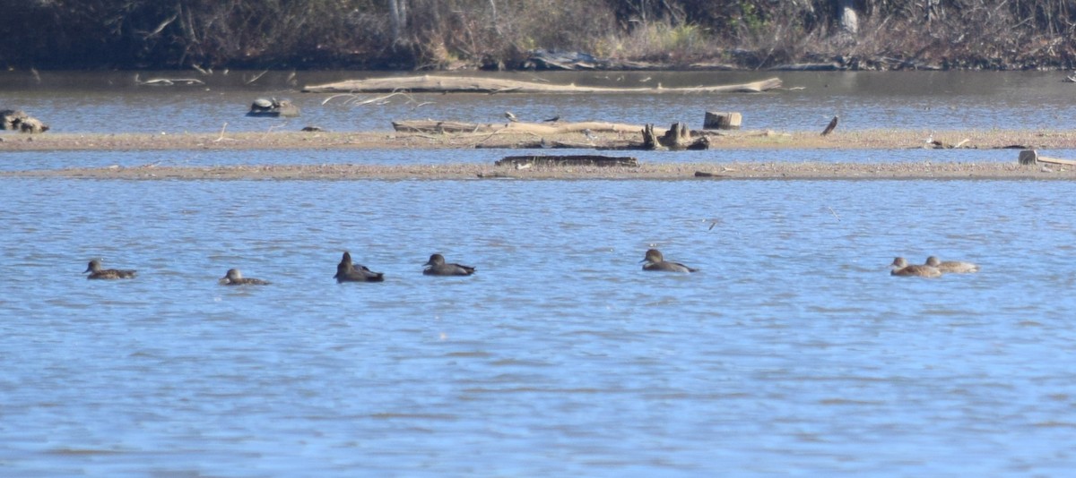 kopřivka obecná - ML646291789