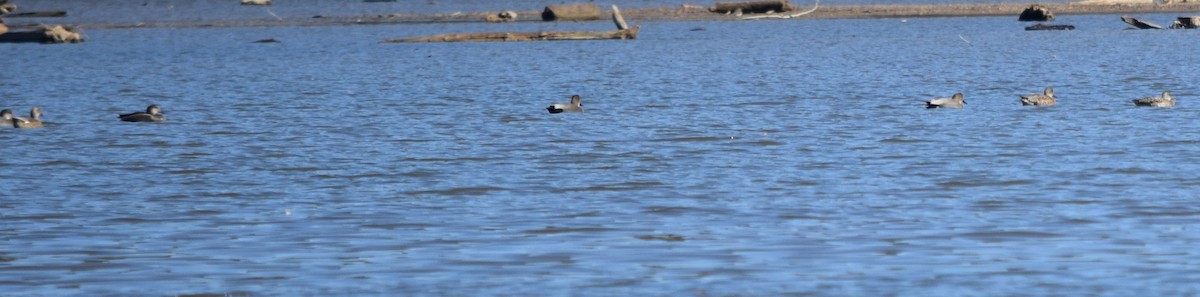kopřivka obecná - ML646291790