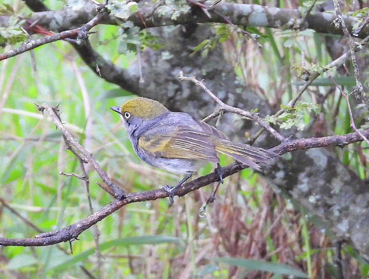 Slaty Vireo - ML646291791