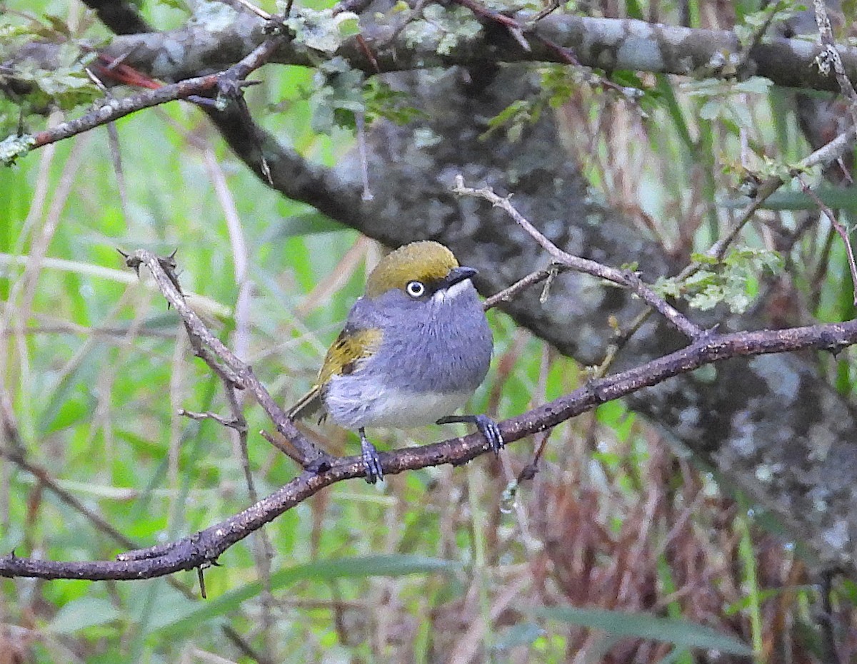 Slaty Vireo - ML646291792