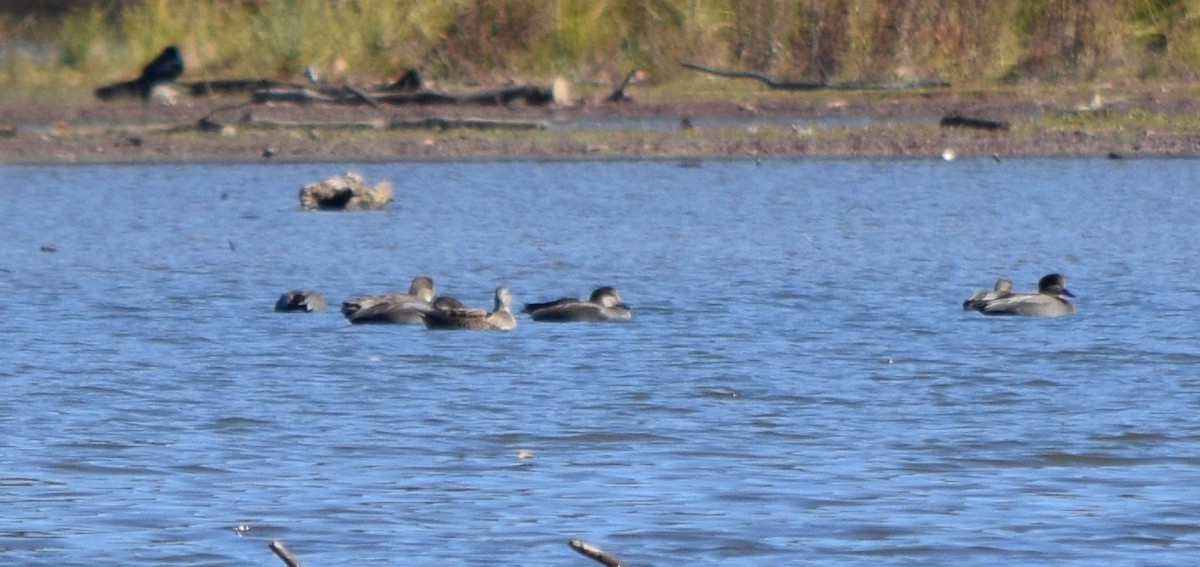 kopřivka obecná - ML646291793