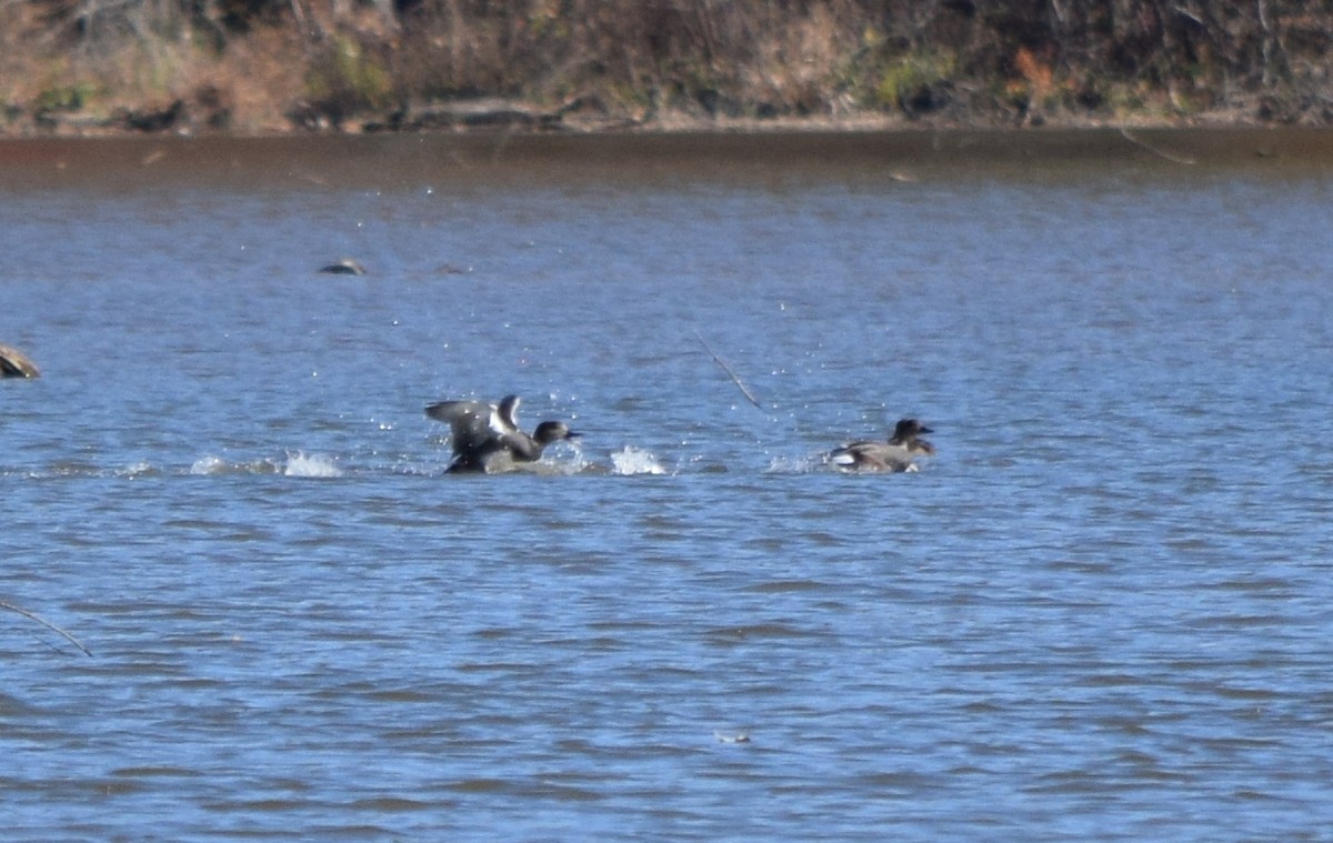 kopřivka obecná - ML646291794