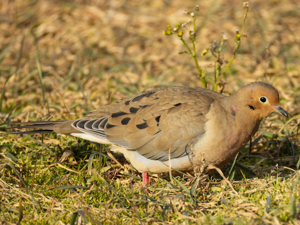 Mourning Dove - ML646291795