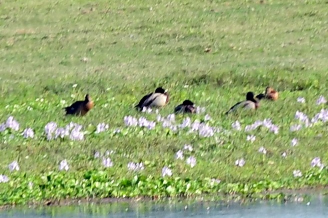 Common Shelduck - ML646291798