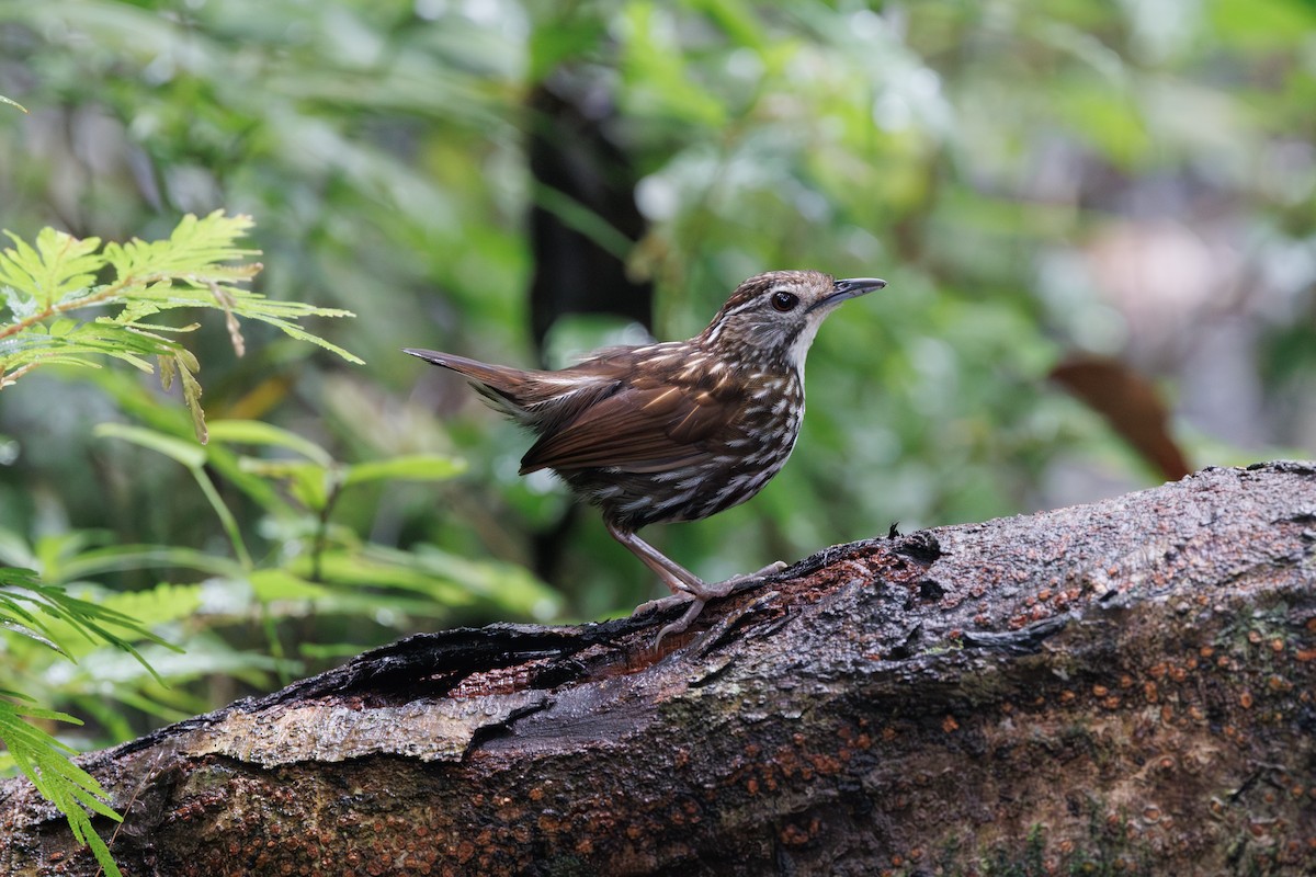Striated Wren-Babbler - ML646291799
